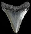 Juvenile Megalodon Tooth - South Carolina #49981-1